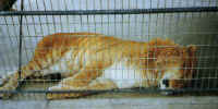 ER liger.JPG (20125 bytes)