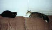 Osiris & Cuddles.JPG (89593 bytes)