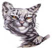 a cat.jpg (185542 bytes)