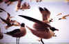 birdsclose.jpg (48168 bytes)