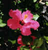 red flower.JPG (67172 bytes)