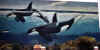 whales.jpg (58159 bytes)