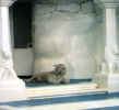 white tiger.JPG (60512 bytes)